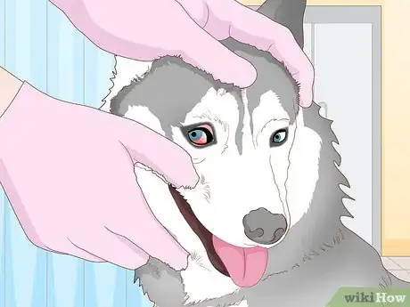 Image titled Breed Husky Dogs Step 5