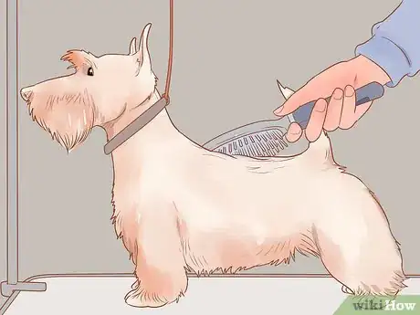 Image titled Groom a Scottish Terrier Step 9