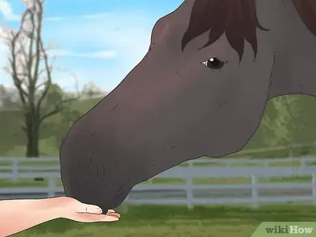 Image titled Be Safe Around Horses Step 17