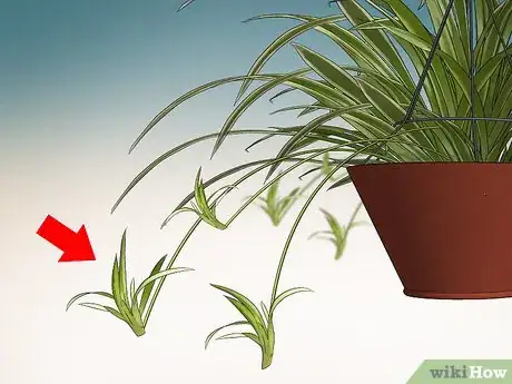 Image titled Prune a Spider Plant Step 6