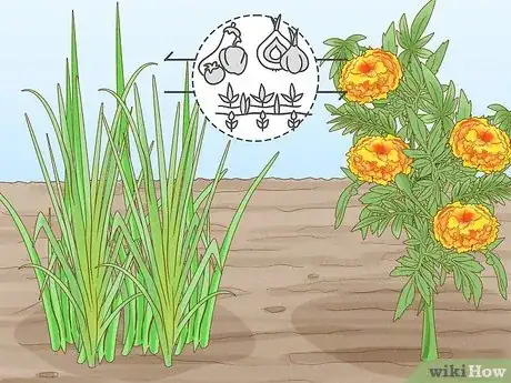 Image titled Onion Companion Plants Step 15