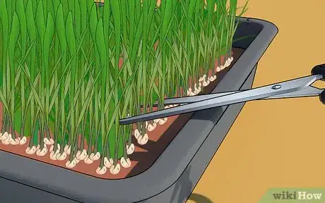 Image titled Grow Wheatgrass at Home Step 9