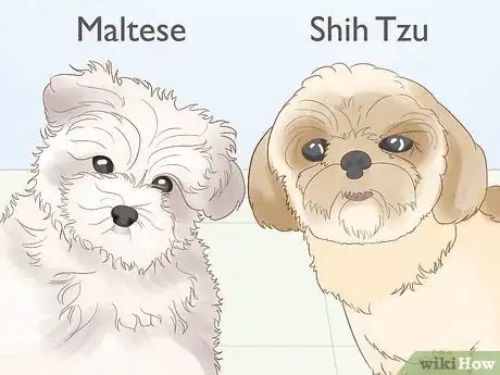 Image titled Identify a Shih Tzu Step 16