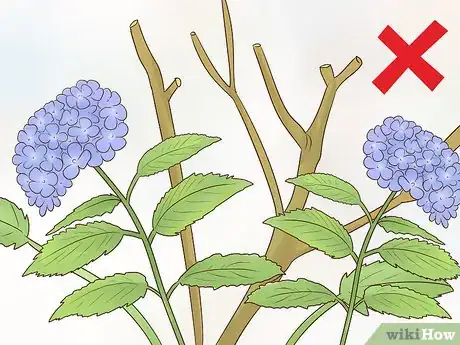 Image titled Cut Hydrangea Blooms Step 9