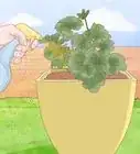 Grow Chamomile