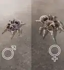 Pick a Pet Tarantula