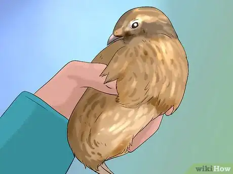 Image titled Determine Sex of a Quail Step 2