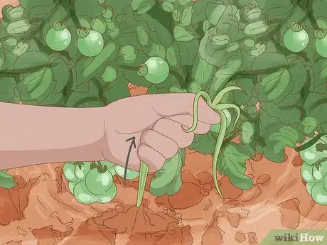 Image titled Grow Vegetables Step 16