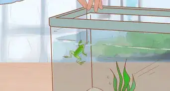 Play with Your African Dwarf Frog