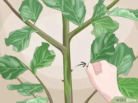 Image titled Propagate Fiddle Leaf Fig Step 14