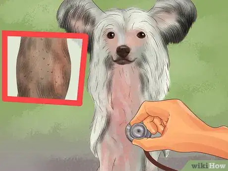 Image titled Care for Chinese Crested Dogs Step 3