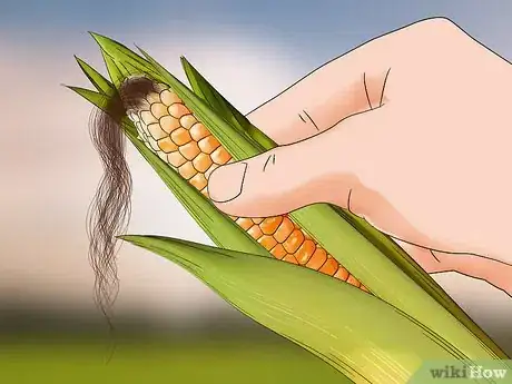 Image titled Harvest Corn Step 12