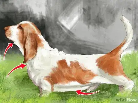 Image titled Identify a Basset Hound Step 4