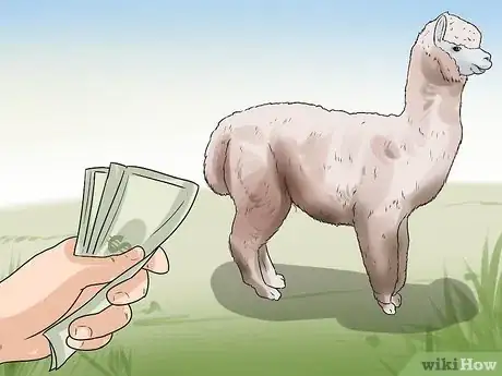 Image titled Breed Alpacas Step 1