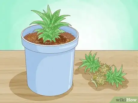 Image titled Grow Dwarf Pineapples Step 7