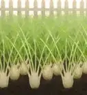 Grow Fennel