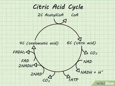 Image titled Study the Basics of Biochemistry Step 10