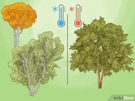 Image titled Grow Birch Trees Step 1