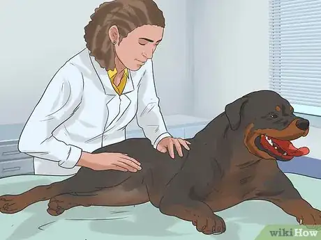 Image titled Treat Arthritis in Rottweilers Step 11