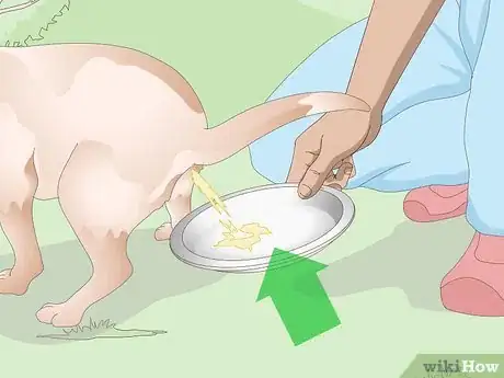 Image titled Get a Urine Sample from a Female Dog Step 5