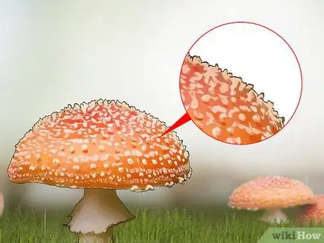 Image titled Identify Poisonous Mushrooms Step 4