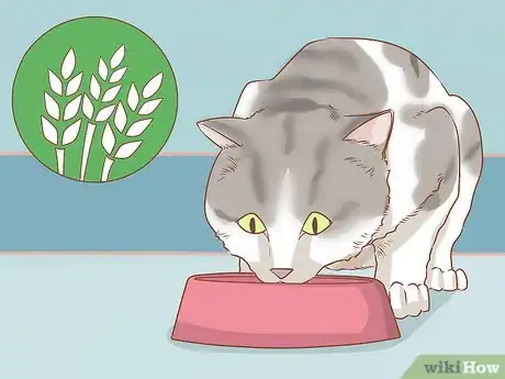 Image titled Diagnose and Treat Anal Gland Disease in Cats Step 10