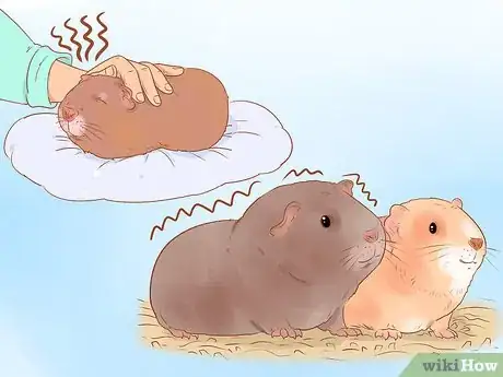 Image titled Understand Guinea Pig Language Step 15