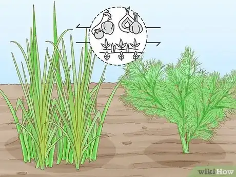 Image titled Onion Companion Plants Step 11