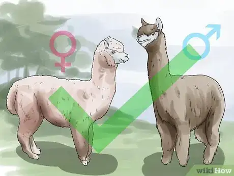 Image titled Breed Alpacas Step 4