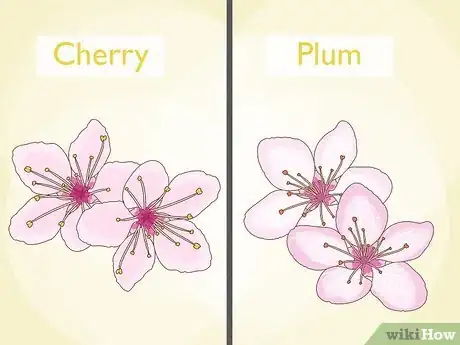 Image titled Tell the Difference Between Plum Blossoms and Cherry Blossoms Step 1