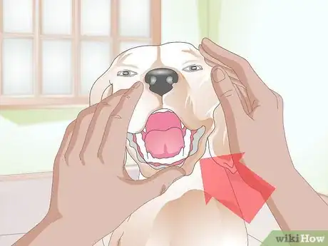 Image titled Adjust Abnormally Positioned Canine Teeth Step 3