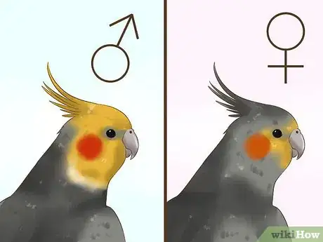 Image titled Tell if a Cockatiel Is Male or Female Step 4