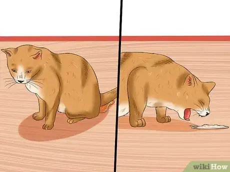 Image titled Treat Anemia in Cats Step 5