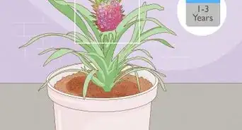 Grow a Pineapple