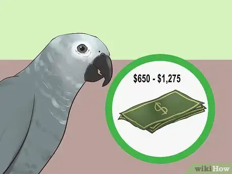 Image titled Know if an African Grey Parrot Is Right for You Step 14