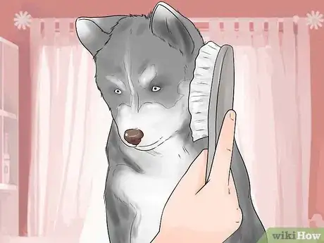 Image titled Train and Care for Your New Siberian Husky Puppy Step 3