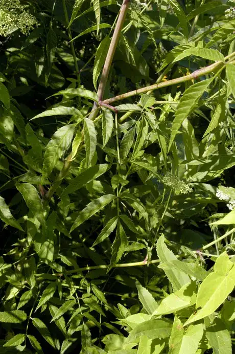 Image titled Cicuta maculata WATER HEMLOCK