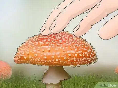 Image titled Identify Poisonous Mushrooms Step 3