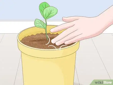 Image titled Grow Clusia from Cuttings Step 10