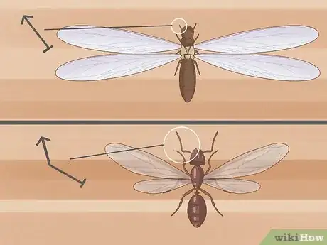 Image titled Flying Ants vs Termites Step 2