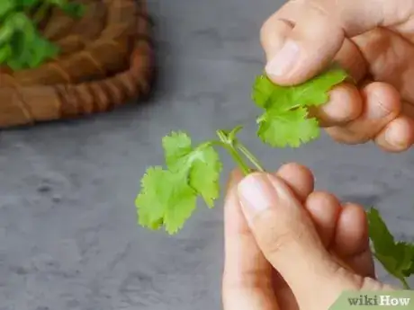 Image titled Dry Cilantro Step 10