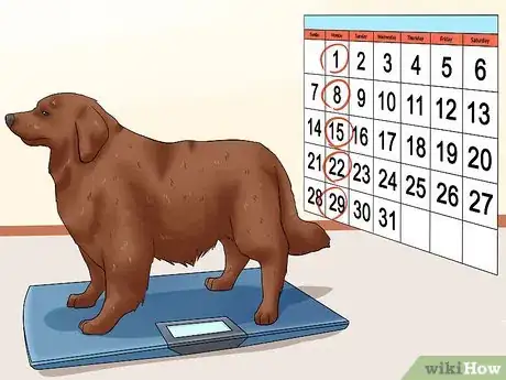 Image titled Help Your Dog Lose Weight Step 12