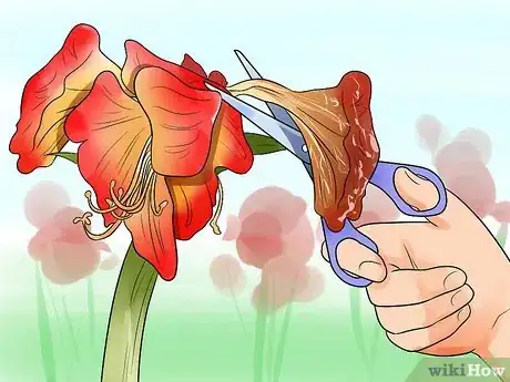 Image titled Get Amaryllis to Rebloom Step 1