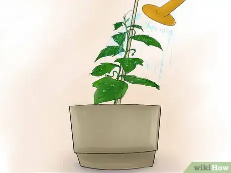 Image titled Grow Cucumbers Indoors Step 13