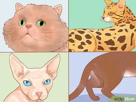 Image titled Identify Cats Step 1