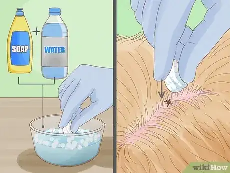 Image titled Remove a Tick from a Dog Without Tweezers Step 6