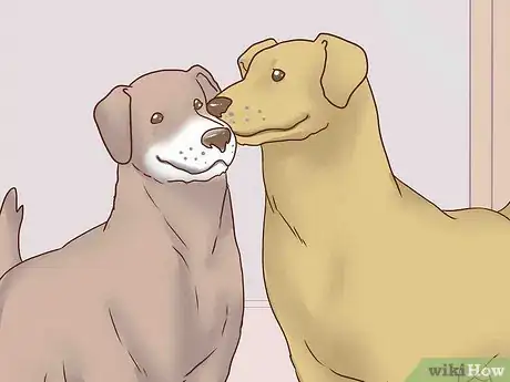 Image titled Keep Both Dogs Safe While Mating Them Step 7