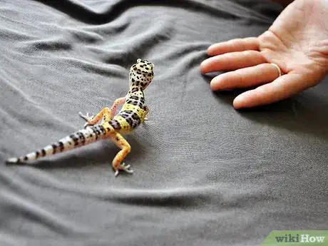 Image titled Hold a Leopard Gecko Step 2