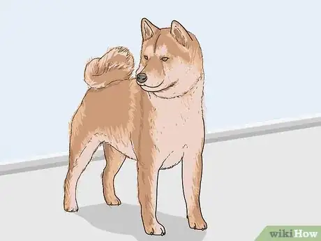 Image titled Identify a Shiba Inu Step 7