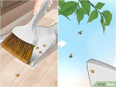 Image titled Get Rid of Asian Lady Beetles Step 2